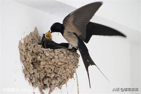 燕子在家裡築巢代表什麼意思 垣的成語